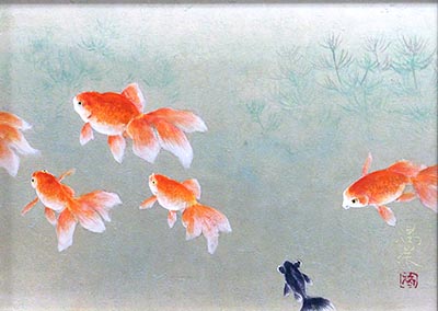 金魚 岡南ギャラリー 金魚 岡南ギャラリー