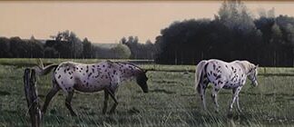 馬